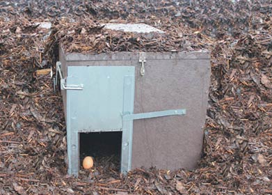 Trapper Catch Racoon